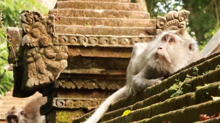 monkey_forest_ubud
