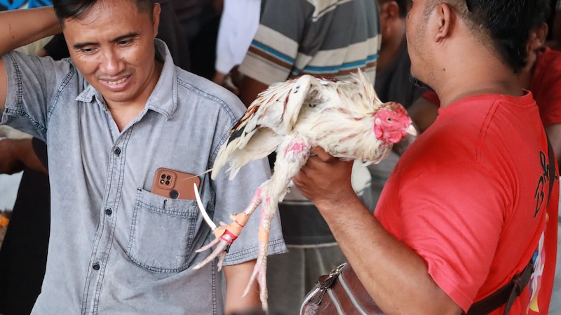 combattimento_galli_bali