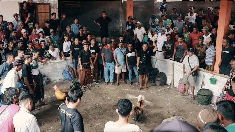 combattimento_galli_bali