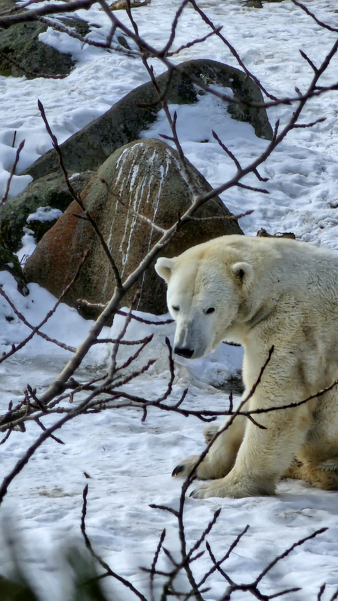 Ranua_zoo_Lapland