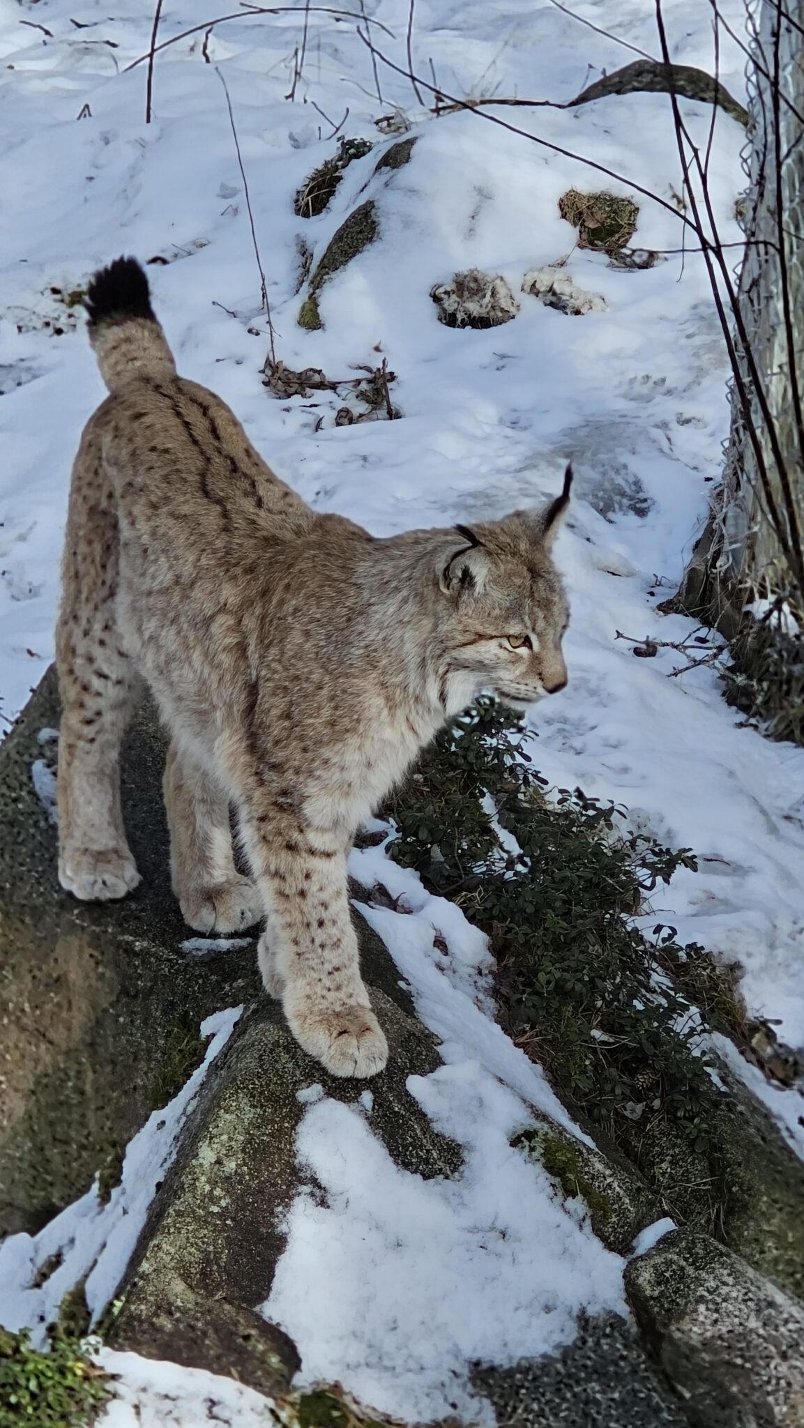 Ranua_zoo_Lapland