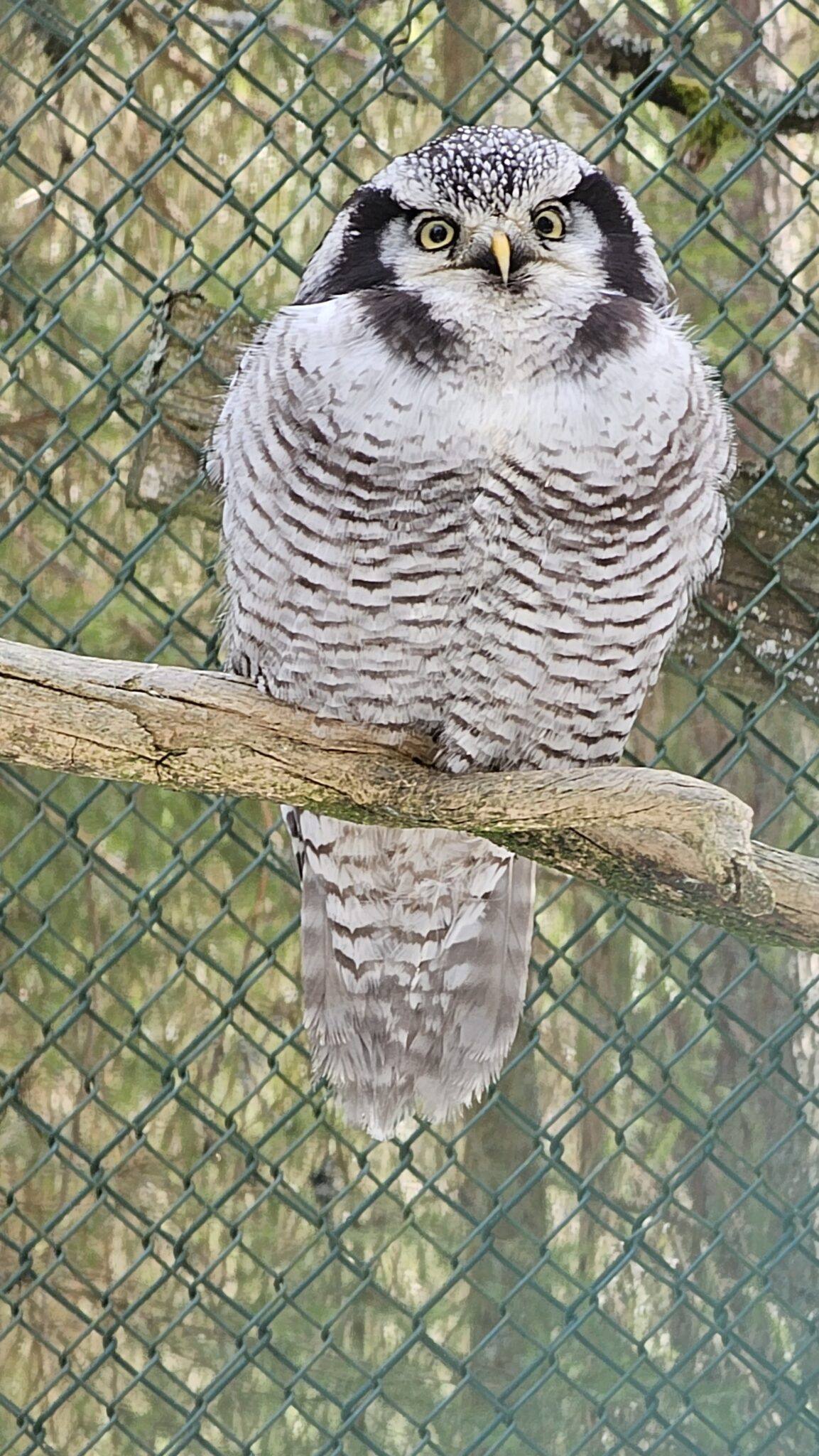 Ranua_zoo_Lapland