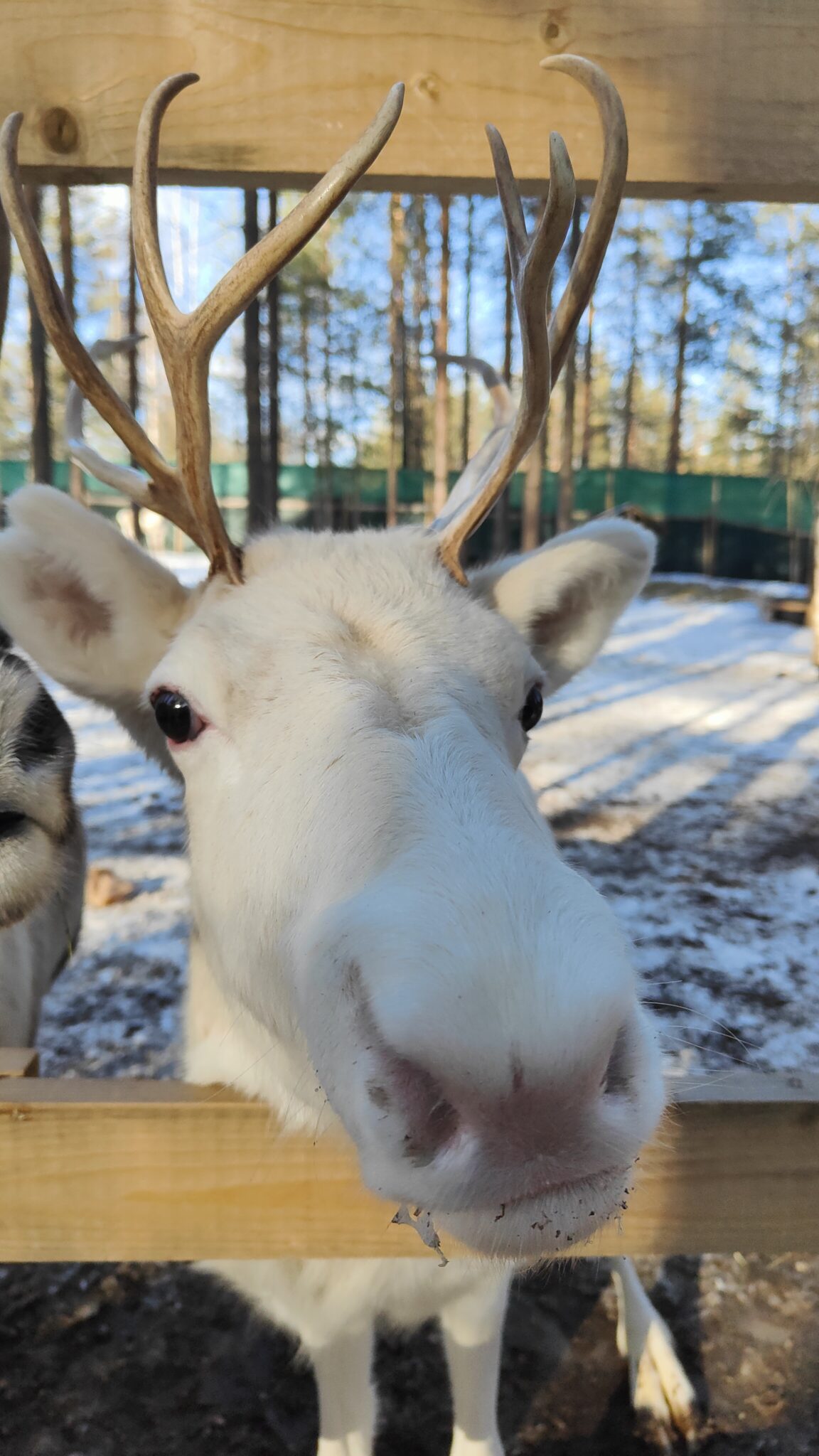 Ranua_zoo_Lapland