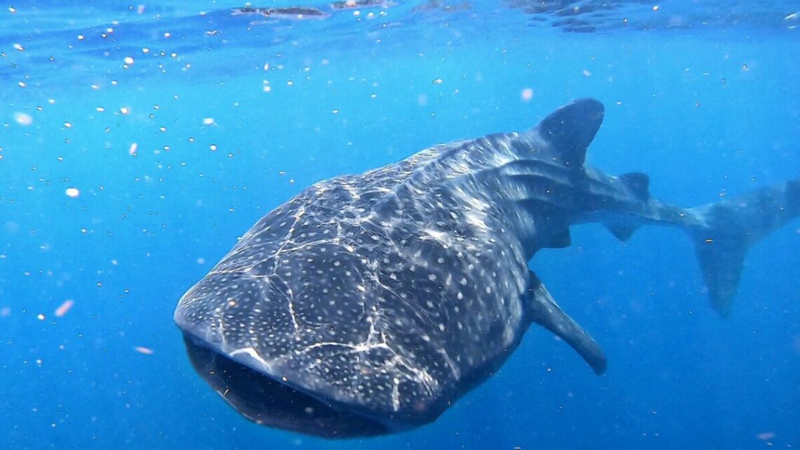 whales_sharks_isla_mujeres