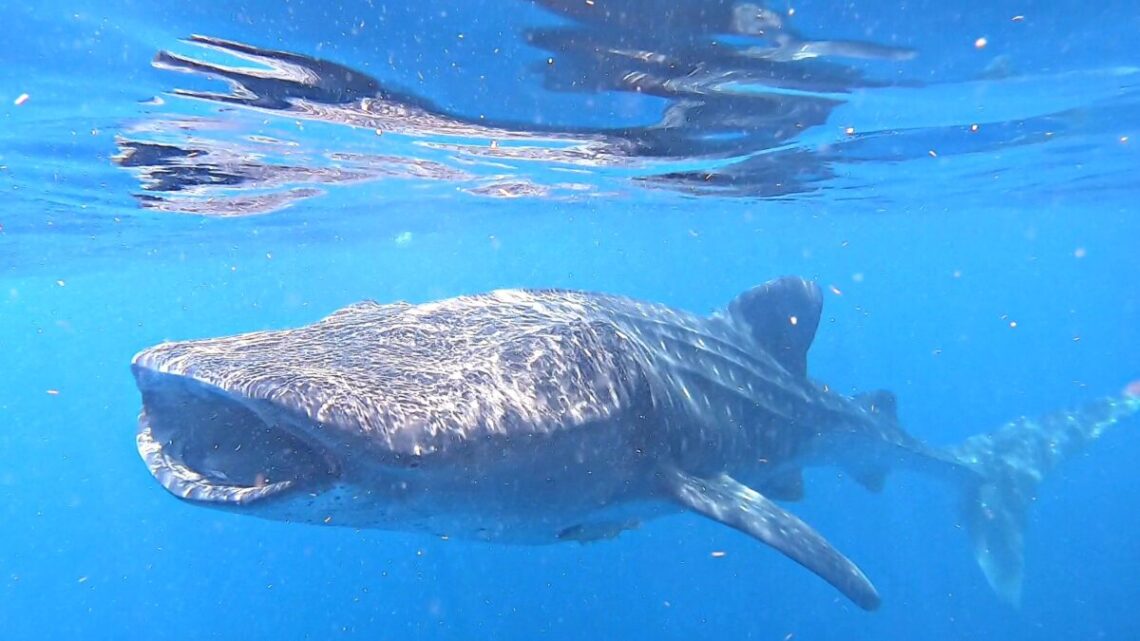 whales_sharks_isla_mujeres