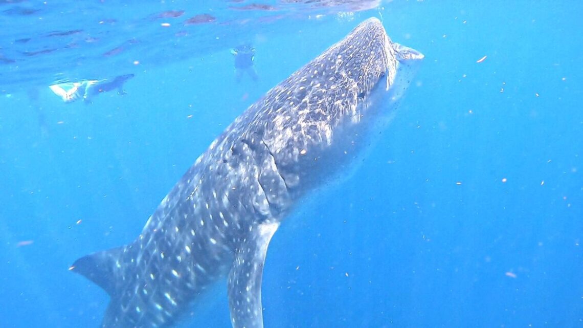 whales_sharks_isla_mujeres